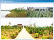 苗圃花卉種植基地